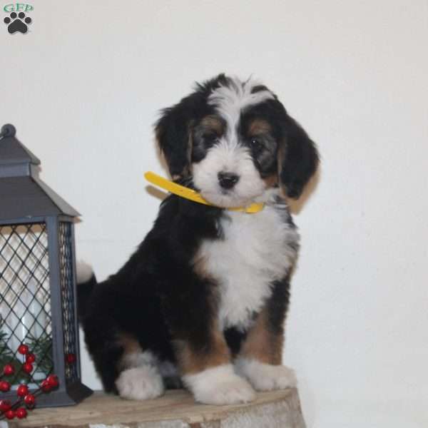 Fireplace, Bernedoodle Puppy